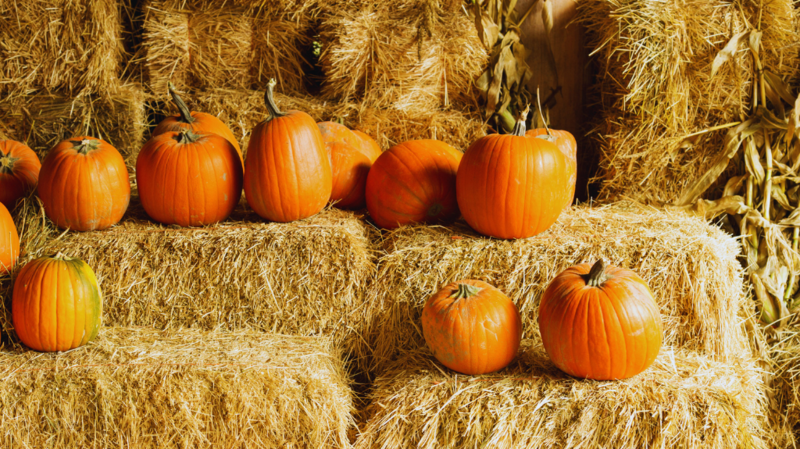 Fall Festival